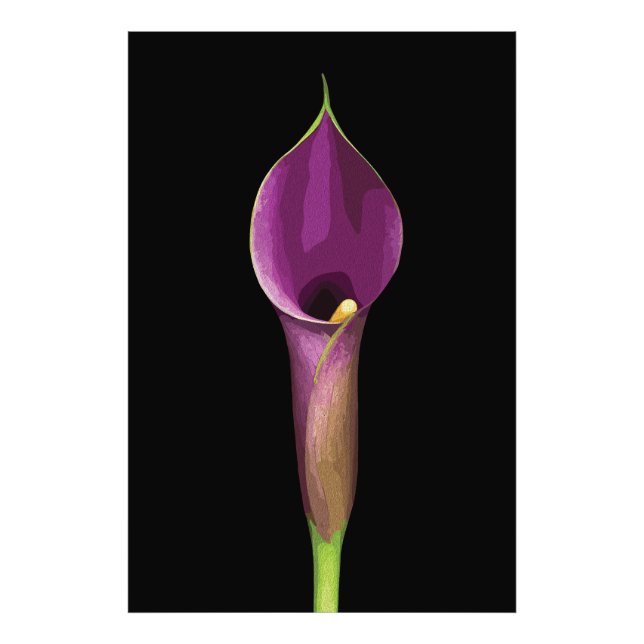 Foto Ilustração Elegante de Copo-de-Leite Roxo (Frente)