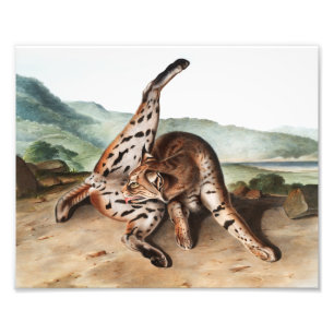 Foto Ilustração Texan Lynx (Lynx rufus var maculatus)