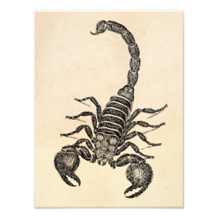 Foto Ilustração Vintage de Escorpião do Século 1800 - E