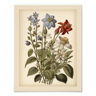 Foto Ilustração vintage de flores silvestres 
