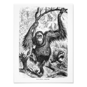 Foto Ilustração Vintage Orangutan - Macaco do século 18