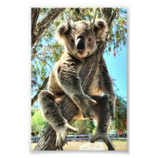 Foto Imagem de Koala