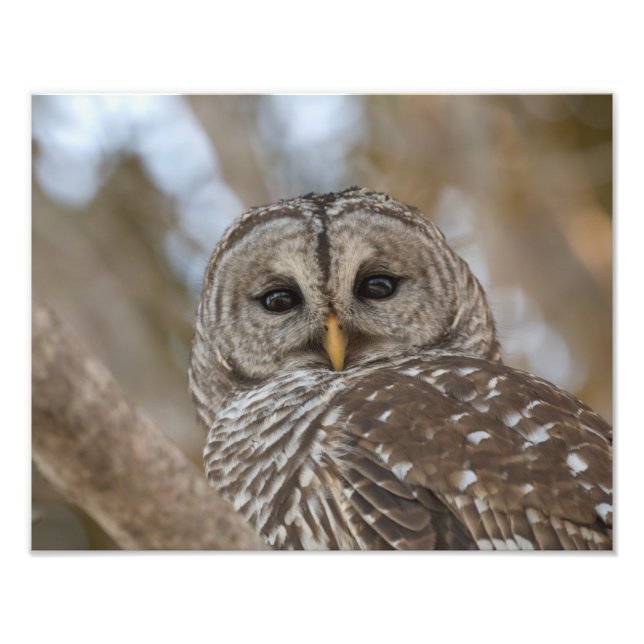 Foto Imagem de Wildlife de Barred Owl (Frente)