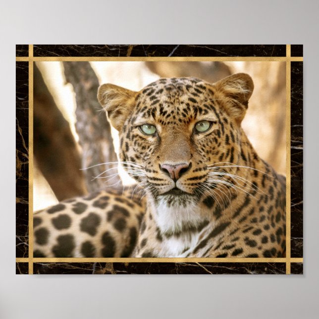 Foto Imagem Impressão Poster de Gato Leopardo (Frente)