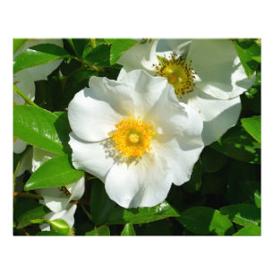 Foto Imagem macro de um Rosa Cherokee