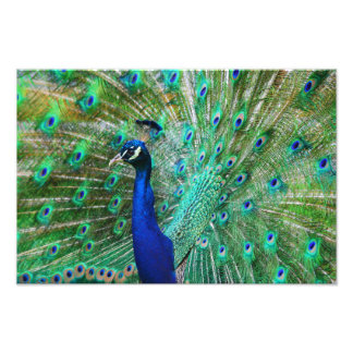 Foto Imagem Peacock Respiratória