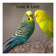 Imagem personalizada de papagaio Amor texto Amplia