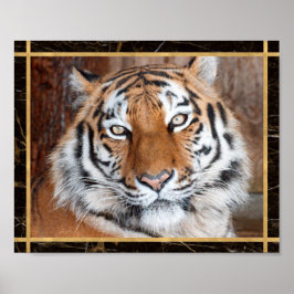 Foto Imagem Poster de Face de Tigre