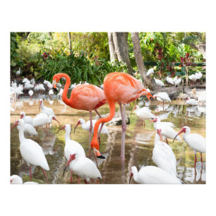 Foto Imagens Tropicais de Natureza Flamingo, Rosa
