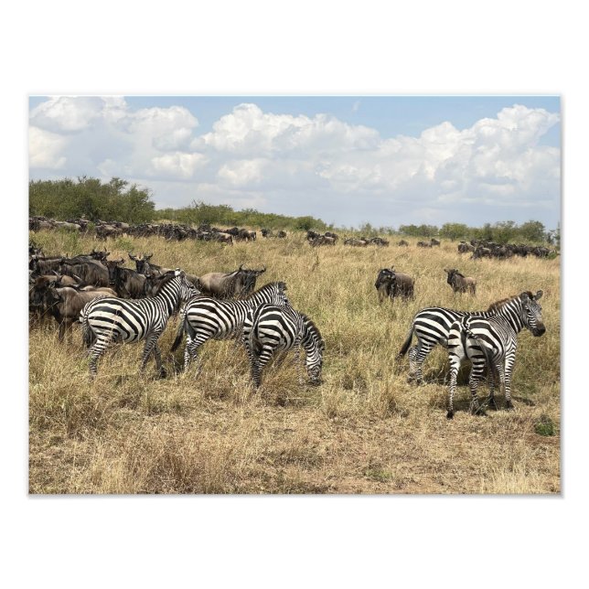 Foto Impressa de Zebra Africana (Frente)