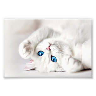 Foto Impressa Gatinha Branca