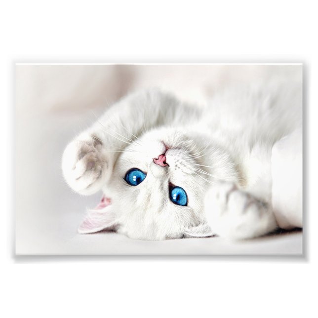 Foto Impressa Gatinha Branca (Frente)