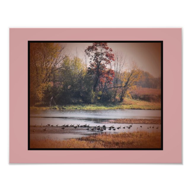 Foto Impressão 11x14 Canadá Geese no outono (Frente)