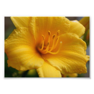Foto Impressão 5x7 fotográfico amarelo de Elegent