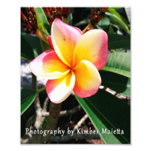 impressão 8x10 - Plumeria rosa e amarela
