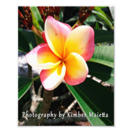 Foto impressão 8x10 - Plumeria rosa e amarela