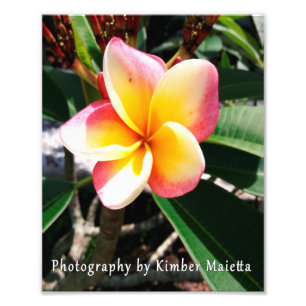 Foto impressão 8x10 - Plumeria rosa e amarela