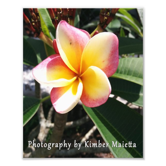 Foto impressão 8x10 - Plumeria rosa e amarela (Frente)