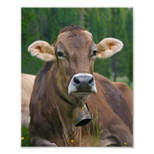 Foto Impressão alpino da vaca