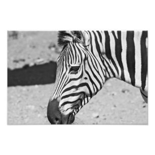 Foto Impressão ascendente próximo da zebra