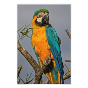 Foto Impressão azul de Goldie