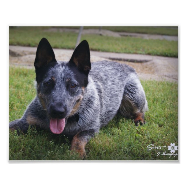 Foto Impressão Blue Heeler 1 (Frente)