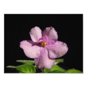 Foto Impressão bonito da arte da violeta africana