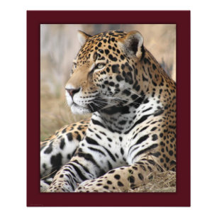 Foto Impressão Clássico Jaguar - 20x24 - outros tamanho