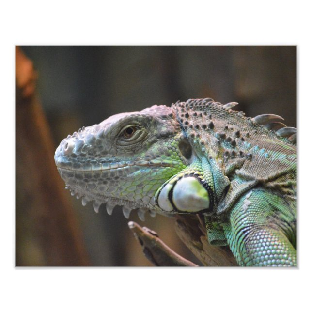 Foto impressão com cabeça de um lagarto de Iguana  (Frente)
