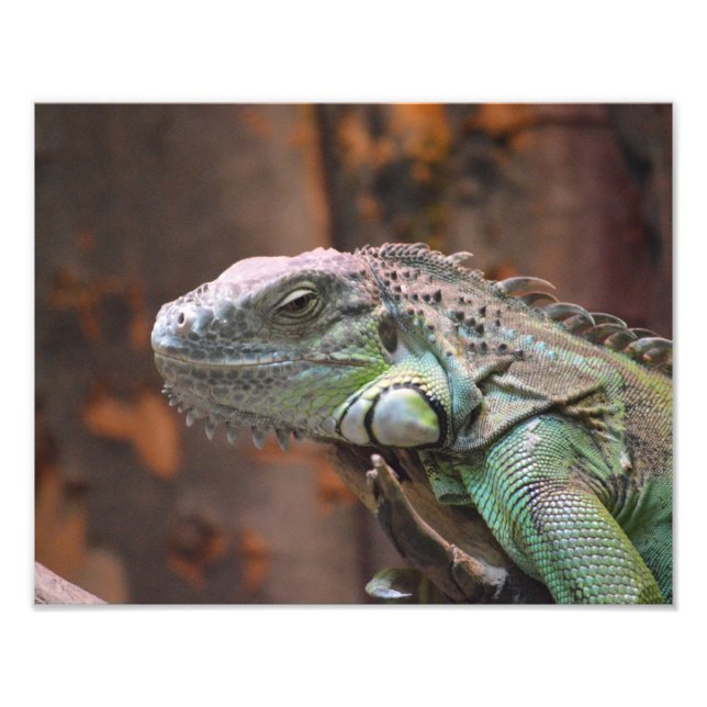 Foto impressão com lagarto Iguana colorido (Frente)