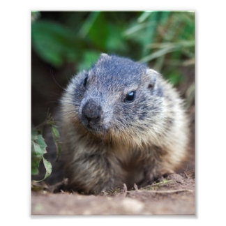 Foto Impressão Curiosa de Marmota Bebê