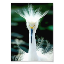 Foto Impressão da Coroa de Penas