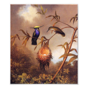Foto Impressão da família do colibri