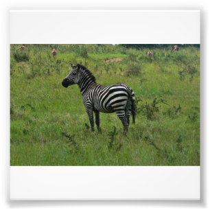 Foto Impressão da zebra