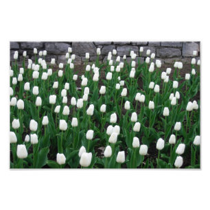 Foto Impressão das tulipas 10