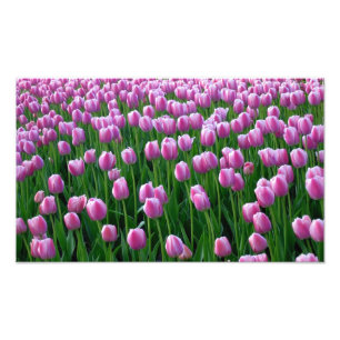 Foto Impressão das tulipas 14