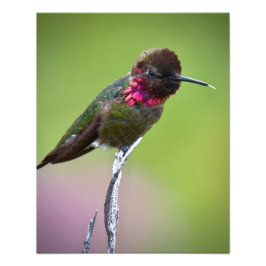 Foto Impressão de acrílico de Anna Hummingbird