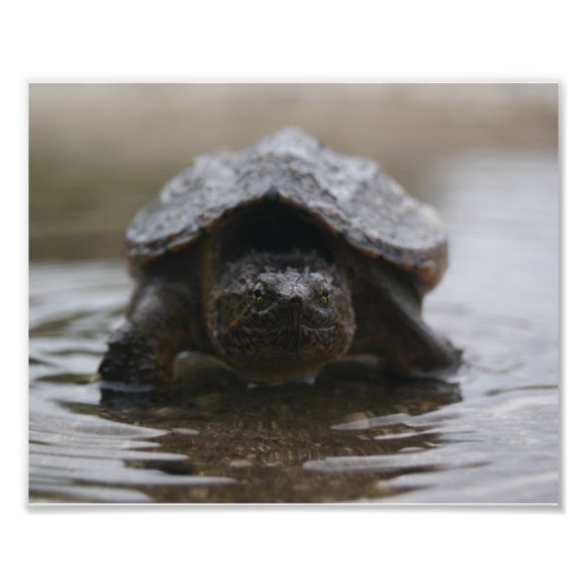 Foto Impressão de Alligator (Frente)