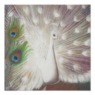 Foto Impressão de arte de Pena de Pavão Branco e Pavão