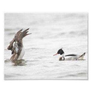 Foto Impressão de Atenção de Merganser de mamadeira ver