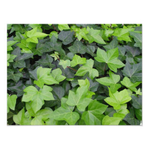 Foto Impressão de Botânica de Ivy Verde