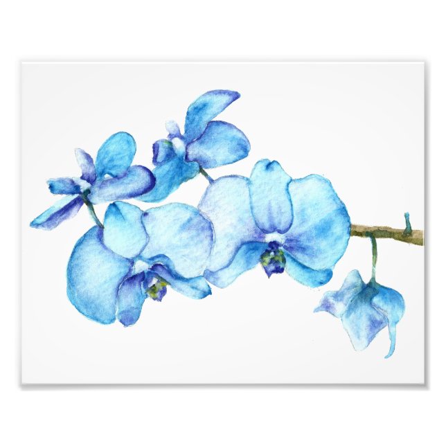 Foto Impressão de Botânica Orquídea Azul (Frente)