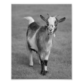 Foto Impressão de Cabra Pigminha (preto e branco)