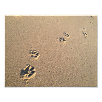Foto Impressão de cão na areia