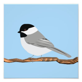 Foto Impressão de Chickadee de Capas Negras