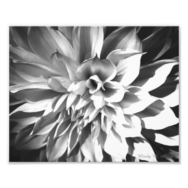 Foto Impressão de Chrysanthemum Preto e Branco 8 x 10 (Frente)