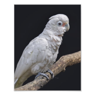 Foto Impressão de Cockatoo de Goffin