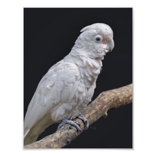 Foto Impressão de Cockatoo de Goffin (Frente)