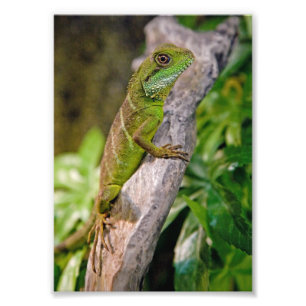 Foto Impressão de Dragão de Água Chinês