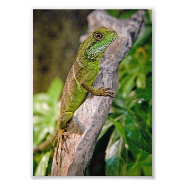 Foto Impressão de Dragão de Água Chinês (Frente)